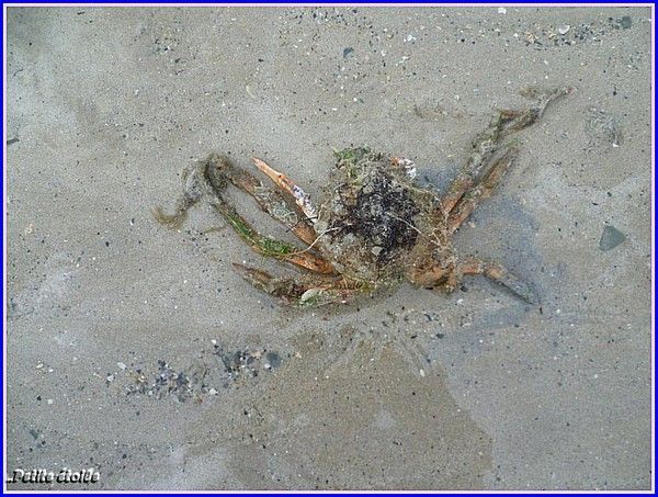 Une araignée de mer.