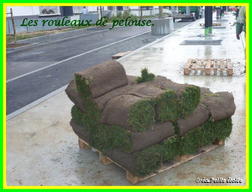 Rouleaux de gazon